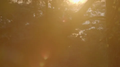 Sunset through the leafs Stock Footage 41330609