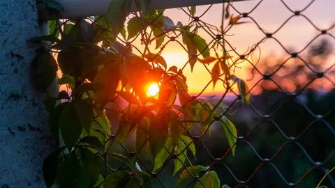 Sunset Through Leaves on a Chain-Link Fence at Ruzenka Lookout Stock Photos