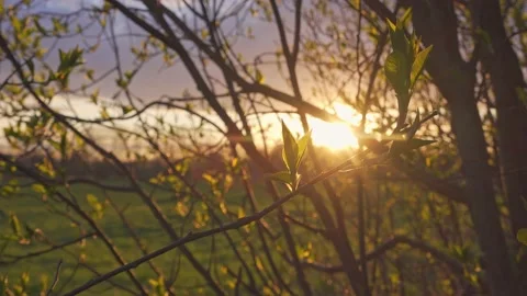 Sunset through a leaves. Stock Footage 154771787