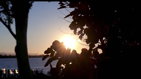 Sunset Through Leaves Stock Footage