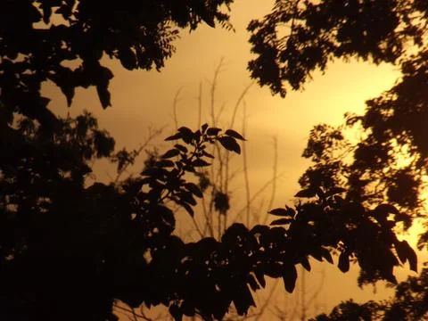 Sunset Through the Leaves Stock Photos