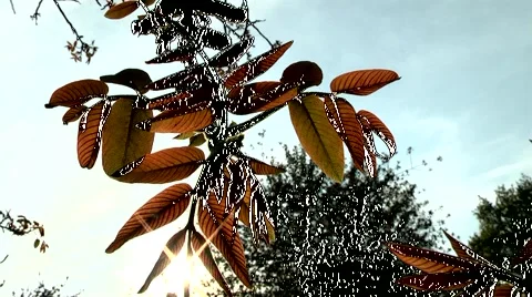 Sunset through the leaves of walnut. Stock Footage 5297143