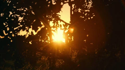 Sunset Through Lemon Tree Leaves with Golden Lens Flare in 4K Stock Footage 315803787
