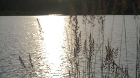 Sunset Through the Long Grass 스톡 동영상 89141315