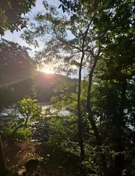 Sunset through lush vegetation Stock Photos