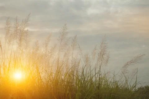 Sunset through the meadow Stock Photos