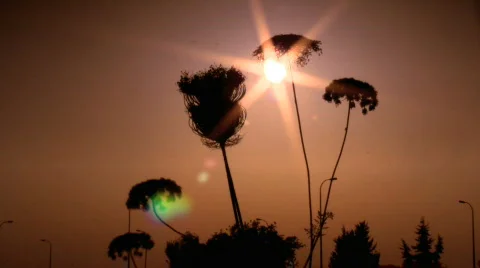 Sunset Through Nature 1  Stock Footage 728787