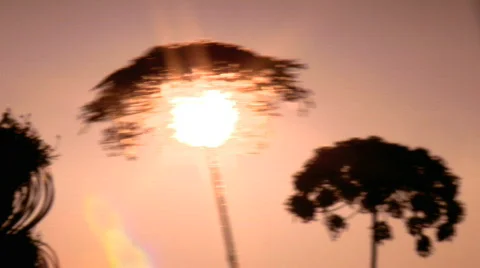 Sunset Through Nature 2 Stock Footage 728885