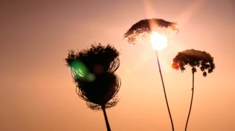 Sunset Through Nature 3 Stock Footage 728938