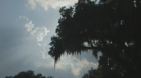 Sunset through Oak Tree clip 2 Stock Footage 737828