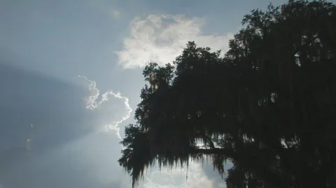 Sunset through Oak Tree Stock Footage 737834