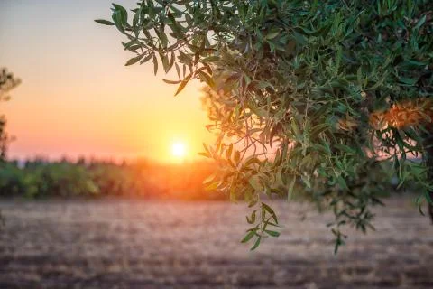Sunset through olive trees - focus on the tree Stock Photos