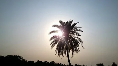 Sunset Through Palm Leaves Stock Footage 107711034
