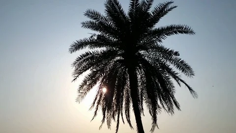 Sunset Through Palm Leaves Stock Footage 107714915