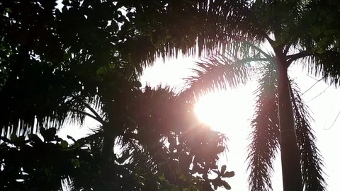 Sunset Through Palm Leaves Stock Footage 108749370