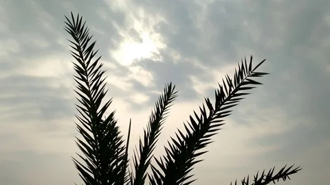 Sunset Through Palm Leaves 動画素材 109909559