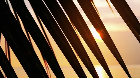 Sunset through palm tree leaf 動画素材 76037975