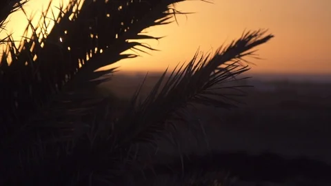 Sunset through palm tree leaf Stock Footage 85816747