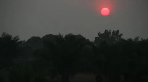 Sunset through palm trees Stock Footage 21523965