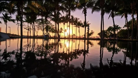 Sunset Through Palm Trees in Miami South Pointe Park with Walking Silhouettes Stock Footage 316229845