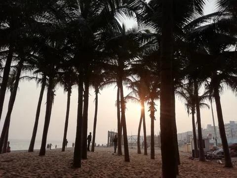 Sunset through palm trees 스톡 사진