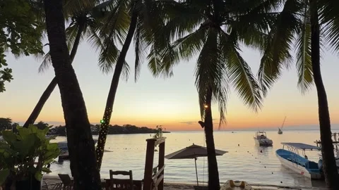 Sunset through palms in half moon bay, west end Roatan, Honduras 2026 Stock Footage 330899874
