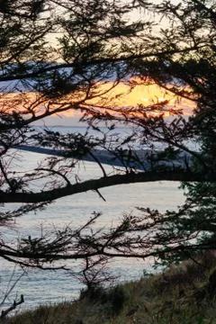 Sunset through pine branches. Nature background. Stock Photos