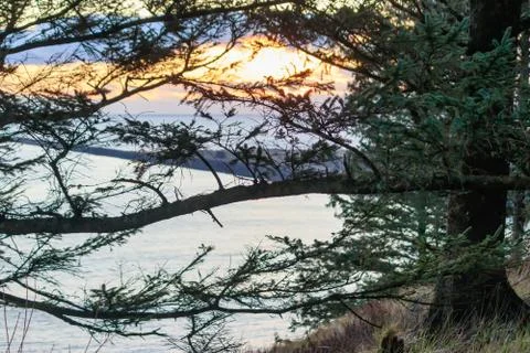 Sunset through pine branches. Nature background. Stock Photos
