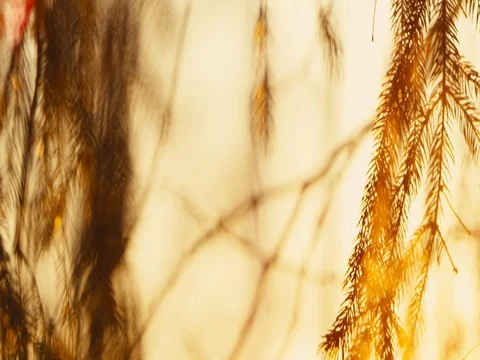 Sunset through pine branches, slow motion shot on RED EPIC Video stock 84910376