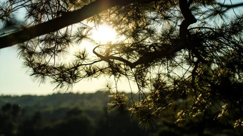 Sunset through pine needles Stock Footage 33547357