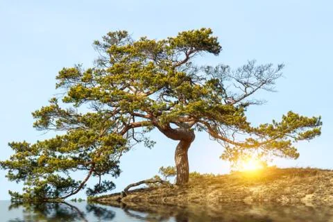 Sunset through pine Stock Photos