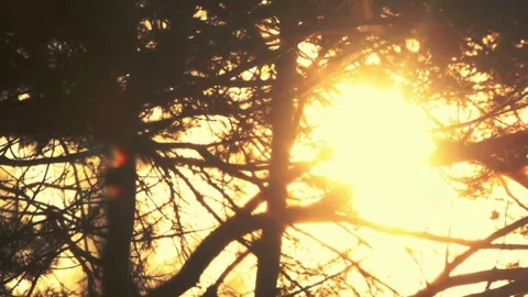 Sunset through pine tree branches. Stock Footage 306653149