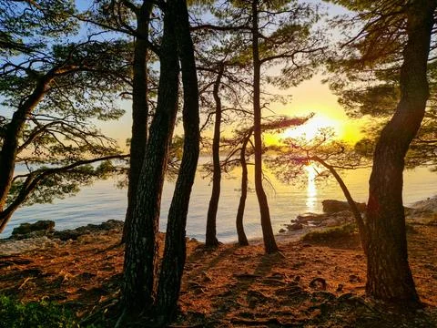 Sunset Through the Pine Trees in Baska Voda, Croatia Stock Photos