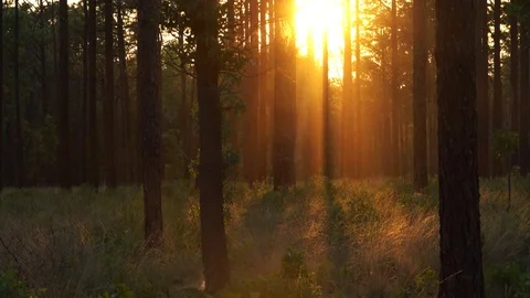 Sunset Through Pine Trees Video stock 77550906