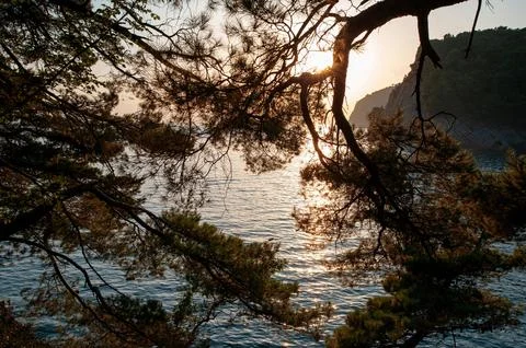 Sunset Through Pine Trees Overlooking the Sea Stock Photos