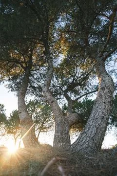 Sunset Through the Pines Stock Photos