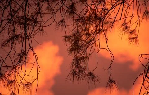 Sunset Through Pines Foto stock