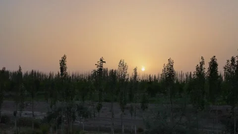 Sunset through poplar trees along a road in Xinjiang Stock Footage 342723047
