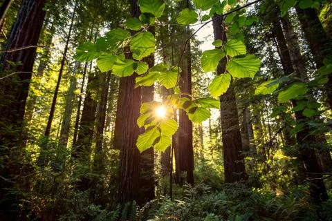 Sunset through the Redwoods Leaf, Cathedral Trail, Prairie Creek Redwoods S.. Stock Photos