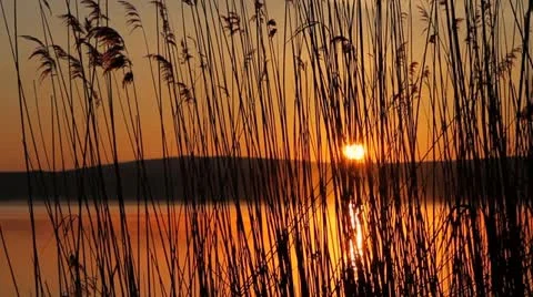Sunset through the reed over a quiet lake Stock Footage 21992983