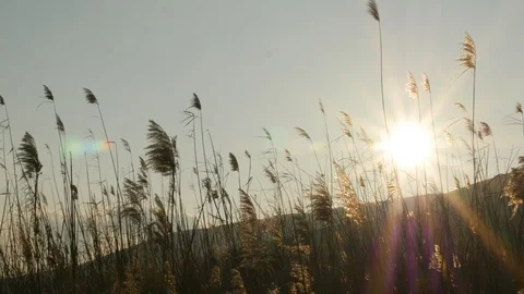 Sunset Through The Reeds Stock Footage