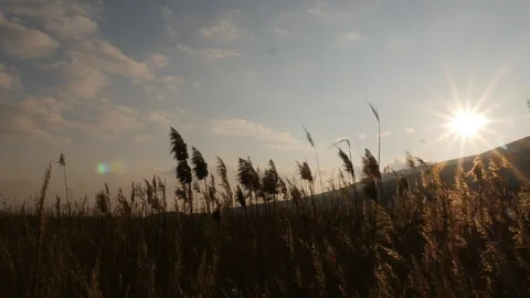 Sunset Through The Reeds Stock Footage 98117666