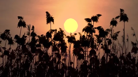 Sunset Through the Reeds Video stock 332571357