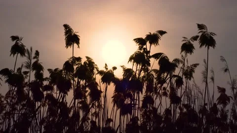Sunset Through the Reeds 스톡 동영상 332734732