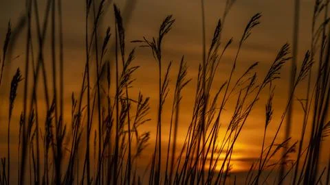 Sunset through reeds Stock Photos