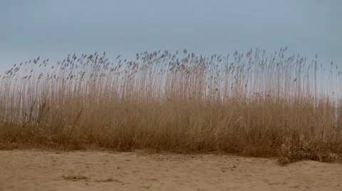 Sunset Through the Reeds. Silver feather grass swaying in wind. 스톡 동영상 62341642