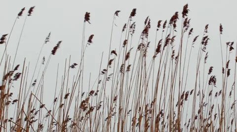 Sunset Through the Reeds. Silver feather grass swaying in wind. 스톡 동영상 62341751