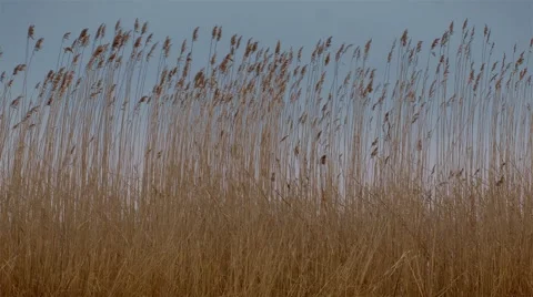 Sunset Through the Reeds. Silver feather grass swaying in wind. 스톡 동영상 62342166