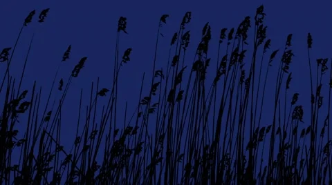Sunset Through the Reeds. Silver feather grass swaying in wind. 스톡 동영상 62342373
