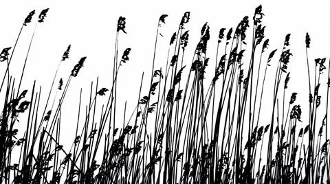 Sunset Through the Reeds. Silver feather grass swaying in wind. Stock Footage 62342660